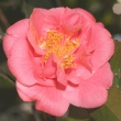 Aitonia [Magnolia Gardens]